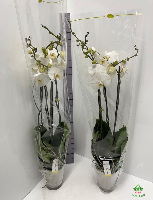 Phalaenopsis Fortuno Alto 17Ø 110cm 4st 24fl