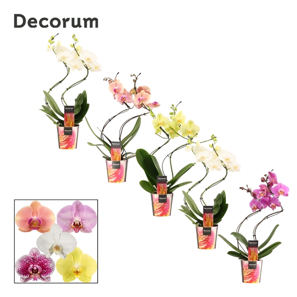 <h4>Phalaenopsis hurricane mix (Decorum)</h4>