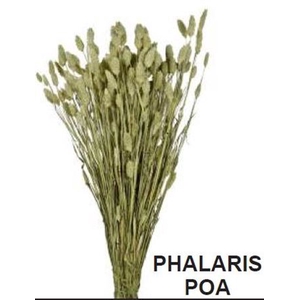 Dr. Phalaris Poa Verde Nat 100gr