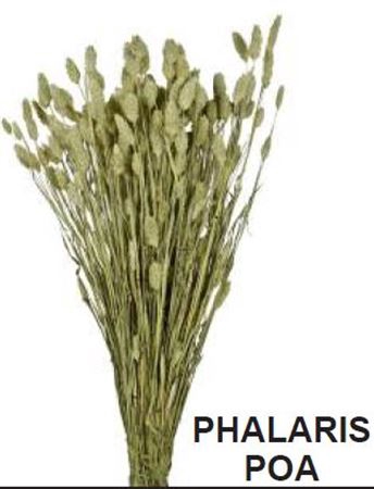 <h4>Dr. Phalaris Poa Verde Nat 100gr</h4>