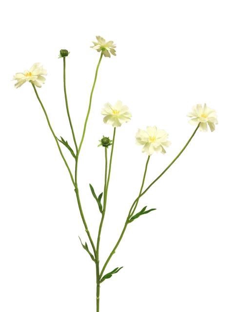 <h4>Centaurea madelon cream 64cm</h4>
