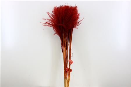<h4>Dried Stipa Feather Brown P. Stem</h4>