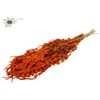Hang amaranthus ±60cm p/bunch orange