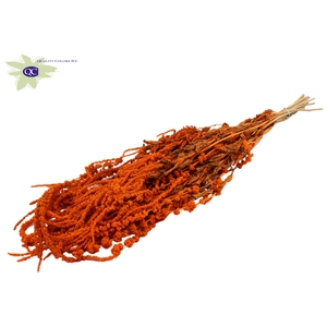 Hang amaranthus ±70cm p/bunch orange