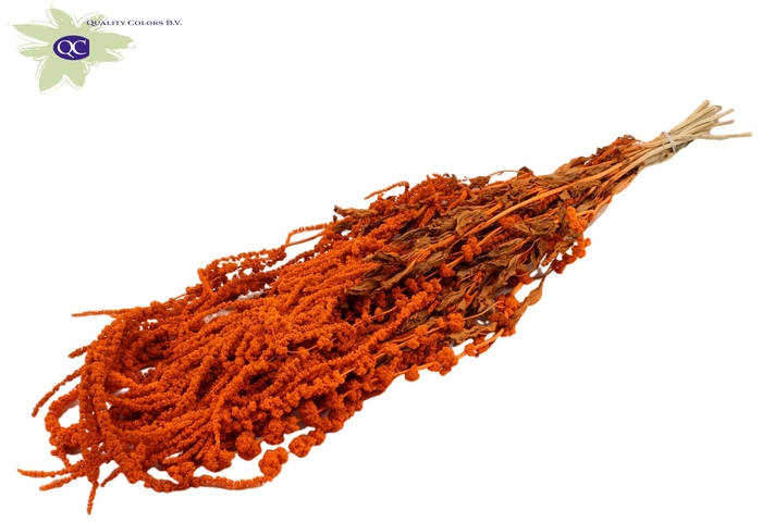 Hang amaranthus ± 90cm p/bunch orange