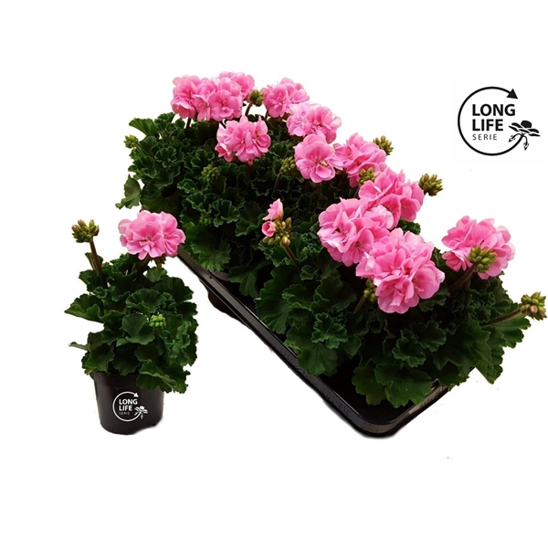 <h4>LongLife Zonale Pink</h4>
