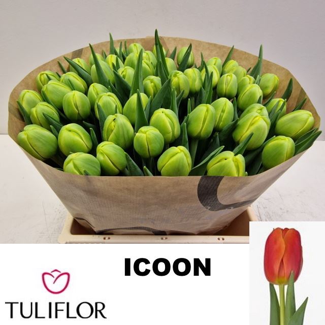 <h4>Tulipa dubb. (Double Late Grp) Icoo</h4>