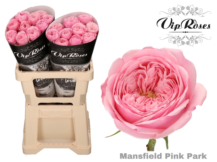 <h4>Rosa la garden mansfield pink park</h4>