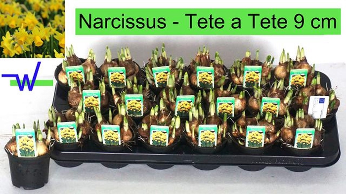 <h4>Narcissus Tete a tete</h4>