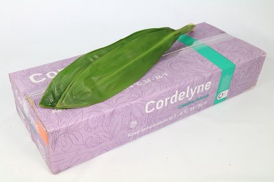 <h4>Leaf cordyline green tie</h4>