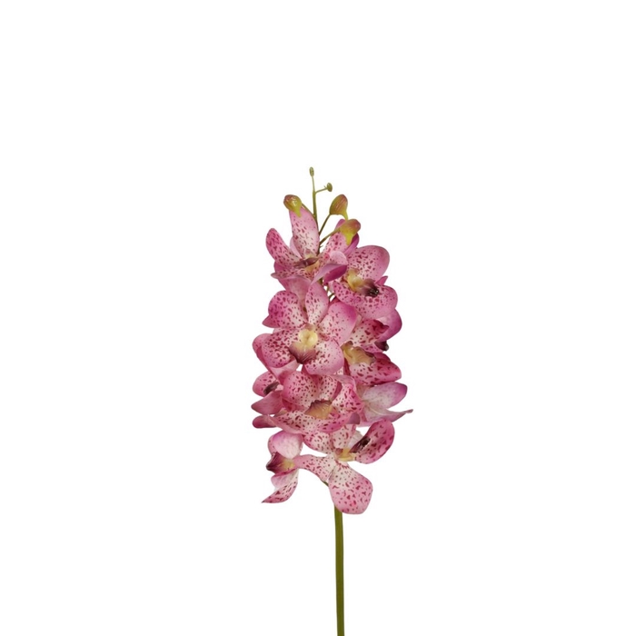 <h4>Orchid Vanda 70cm</h4>