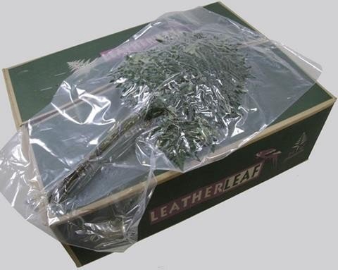 <h4>Leaf leather fern vacuum (arachniodes)</h4>