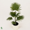 Livistona rotundifolia 17Ø 105cm