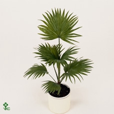 <h4>Livistona Rotundifolia P24</h4>