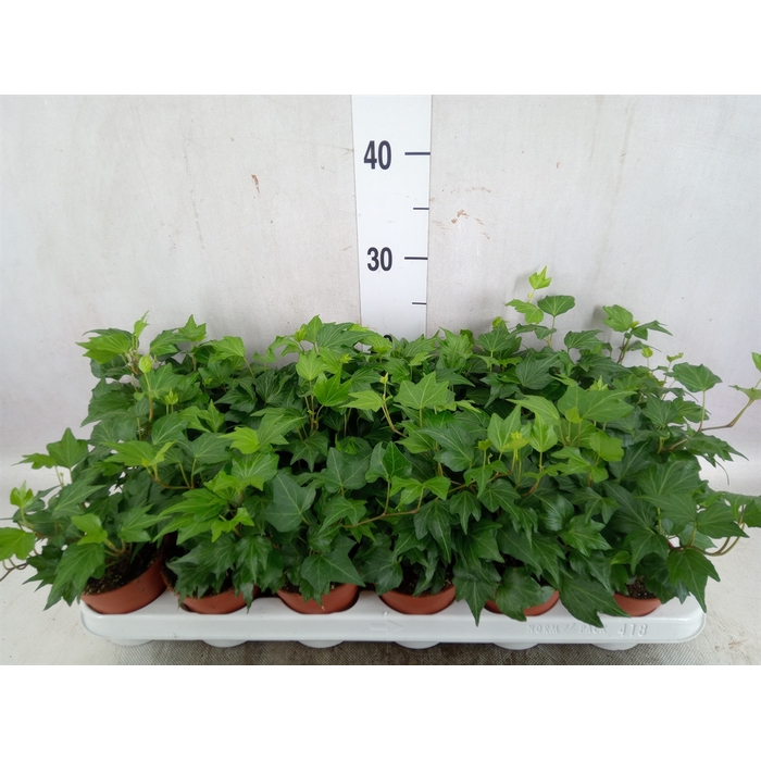 <h4>Hedera helix 'Green Ripple'</h4>