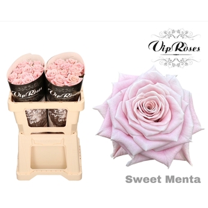 Rosa la sweet menta