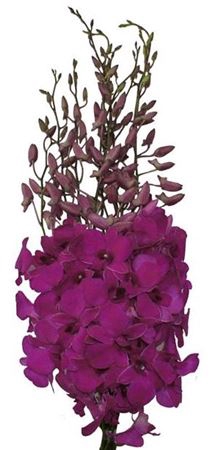 # Dendrobium Md L **clearout**