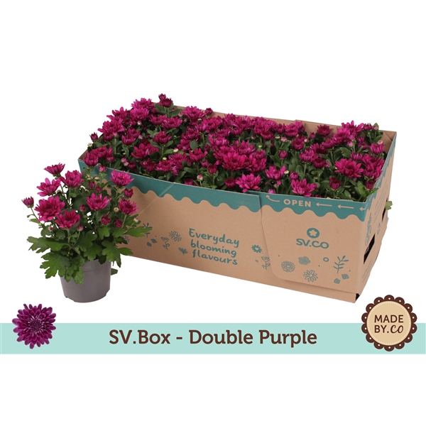 <h4>Chrysant Double Purple in SV.Box</h4>
