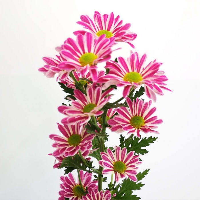 Chrysanthemum spray jordi pink