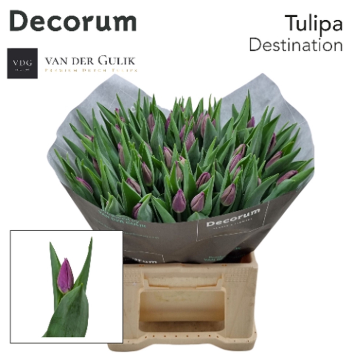 <h4>Tulipa enke. Triumf Grp Destination</h4>