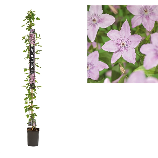 <h4>Clematis 'Hagley Hybrid' +Long & strong label</h4>