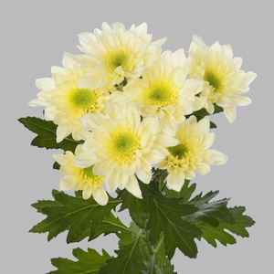 Chrysanthemum spray radost cream