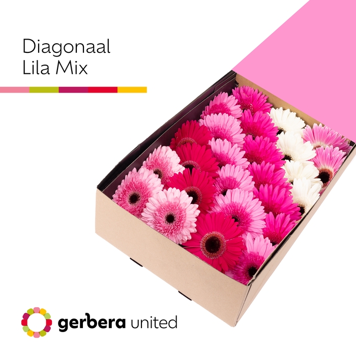 <h4>Gerbera Mix Lila Doos</h4>