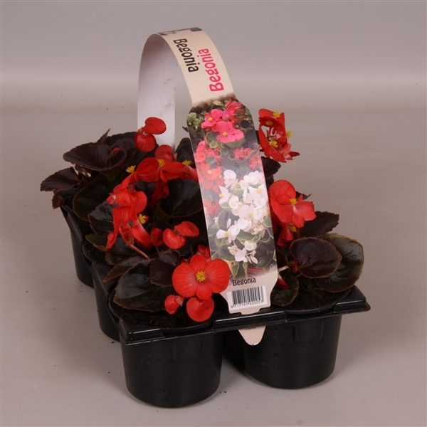 Begonia Semp donkerbladig rood 6p
