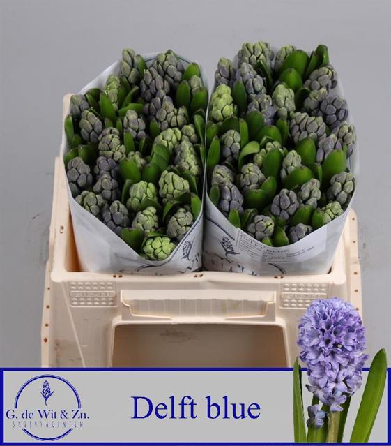 <h4>Hyacinthus delft blue</h4>