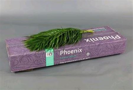 <h4>Phoenix Roebeleni 60cm</h4>
