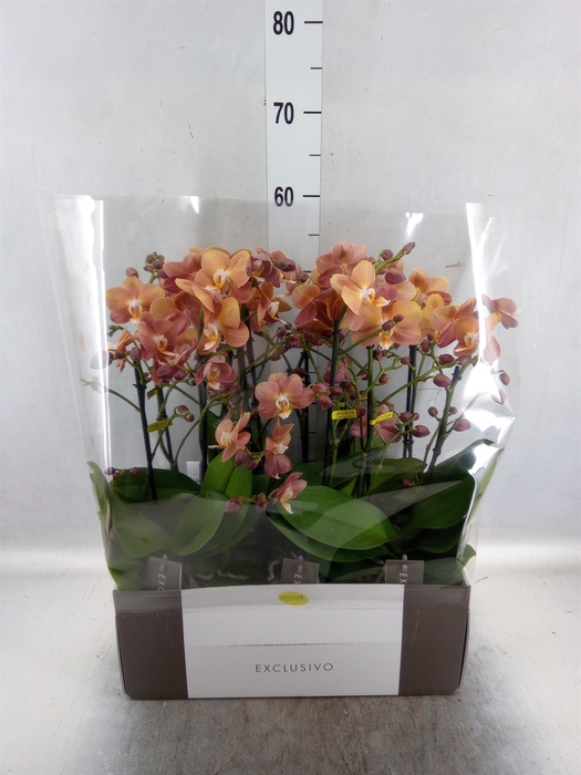 <h4>Phalaenopsis multi.   ...orange</h4>