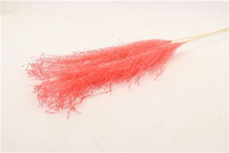 <h4>Dried Stipha Feather 5pcs Xl Cerise Bunch</h4>