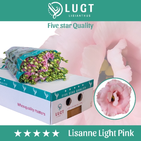 <h4>Lisianthus do lisanne light pink</h4>