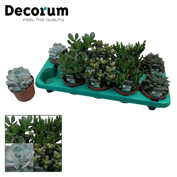 Succulenten 5 soorten mix (Decorum)