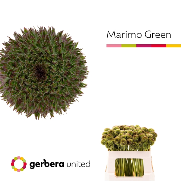 <h4>Ge Mb Marimo Green - Gerbera United</h4>