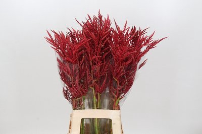 Bromelia flower red paloma