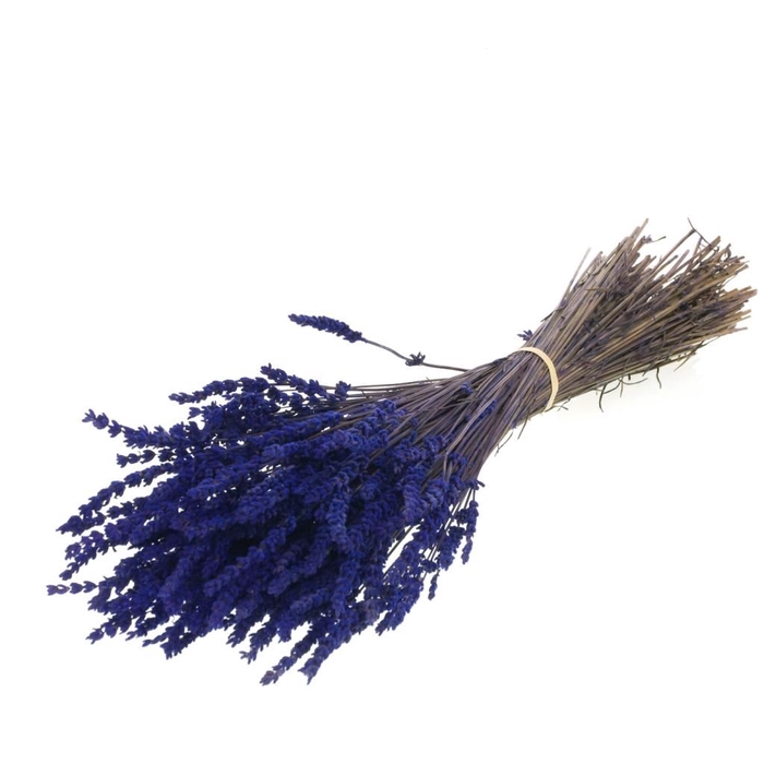 <h4>Lavender preserved natural blue</h4>