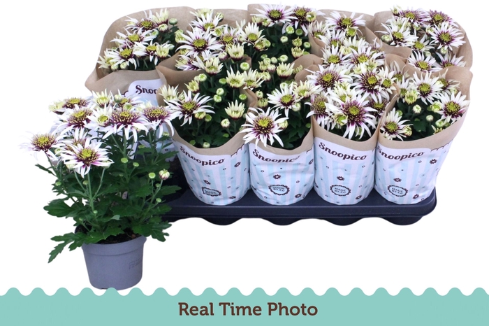 <h4>Chrysanthemum (Ind. Ciao</h4>