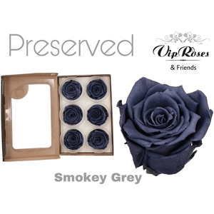 Preserved rosa smoked grey