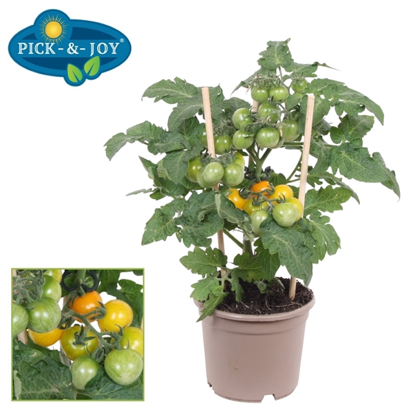 PICK-&-JOY® Cherry Tomato Yellow 12CM
