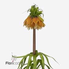 <h4>Fritillaria orange sweet</h4>