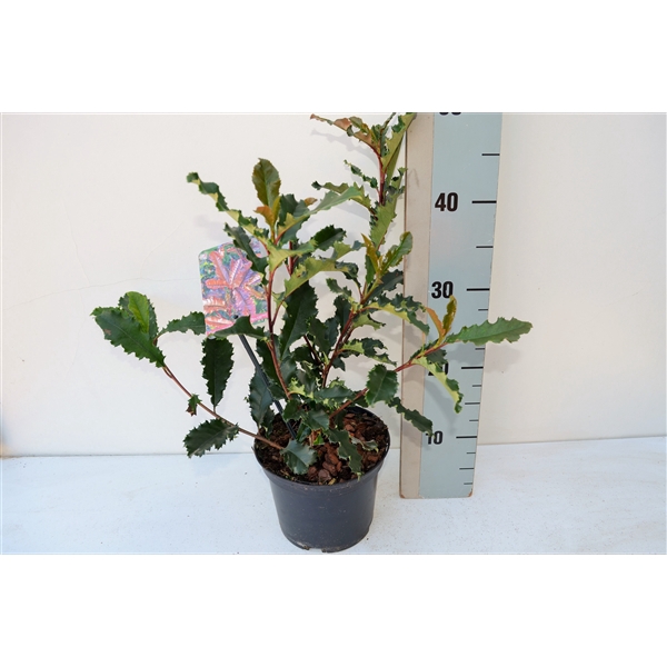 <h4>Photinia serratofolia Chrunchy PBR</h4>