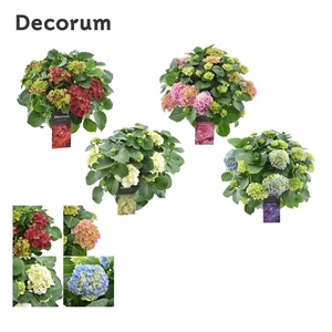 Hydrangea schaal diverse kleuren per kar (Decorum)