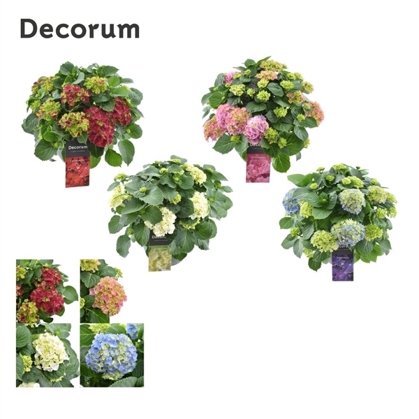 <h4>Hydrangea schaal diverse kleuren per kar (Decorum)</h4>