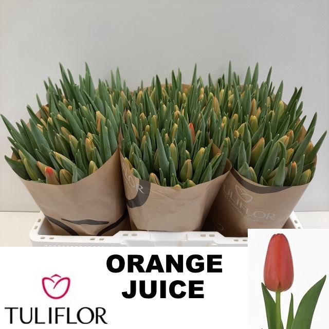 <h4>Tulipa enke. Triumf Grp Orange Juic</h4>