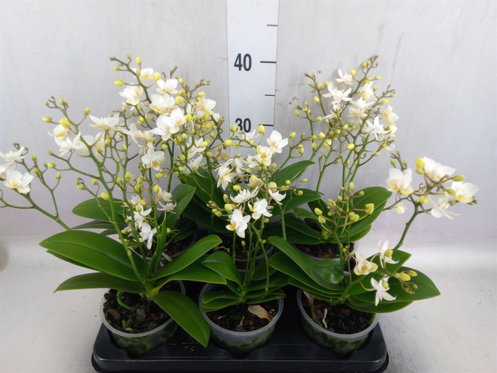 <h4>Phalaenopsis  'Cream Punch'</h4>