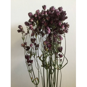 DRIED FLOWERS - ASTRANTIA RED 10PCS