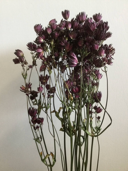 DRIED FLOWERS - ASTRANTIA RED 10PCS