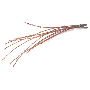 Avium branches lgt 40cm 10 stems per bunch Copper + Glitter