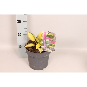 vaste planten 19 cm  Hosta June